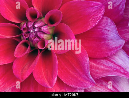 DAHLIA 'SAYONARA' Banque D'Images