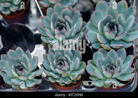 Echeveria Apus, des fleurs sur les tiges courtes découlent des rosettes compactes de succulentes, charnues, souvent de couleurs vives et éclatantes feuilles succulentes Banque D'Images