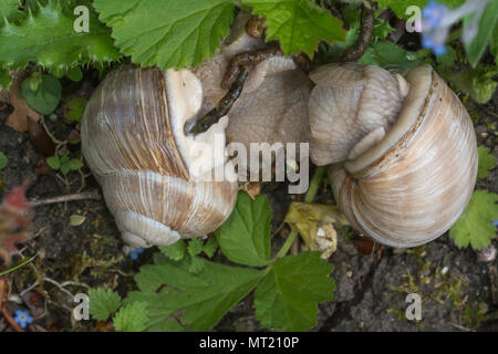 Paire d'accouplement d'escargots Helix pomatia (romain), également connu sous le nom de Bourgogne ou escargots à la craie downland habitat à Denbies Hillside in Surrey, UK Banque D'Images