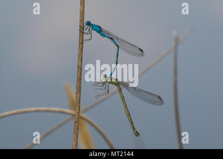 Paire d'accouplement de demoiselles bleu commun (Enallagma atricollis) Banque D'Images