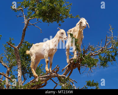 Deux chèvres blanc sur une branche sèche d'un arganier contre un fond de ciel bleu, Marrakech, Maroc. Banque D'Images