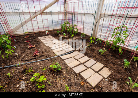 Jardin de légumes fraîchement plantés quartier résidentiel Banque D'Images