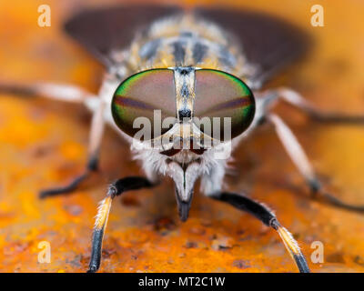 Taon ou Taon ou Horse Fly Diptera insecte Macro Banque D'Images