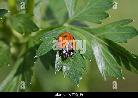 Septième place ladybird ladybug ou très proche jusqu'coccinella 7-punctata famille coccinellidae de ramper sur un arbre vert feuille pivoine paeonia latine Banque D'Images