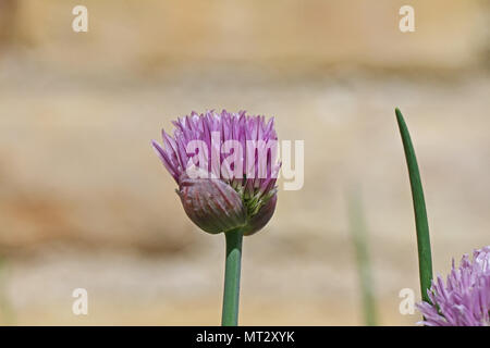 La ciboulette en fleur d'Allium schoenoprasum une herbe de la famille liliacées ou lily près de au printemps en Italie Banque D'Images
