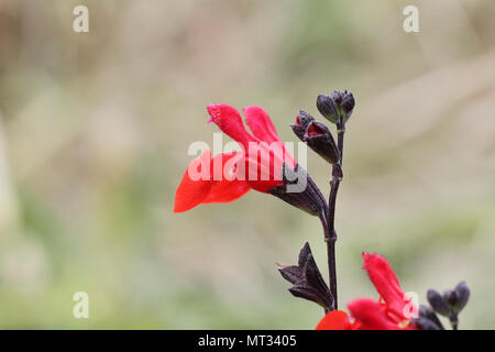 Floraison écarlate royal sage salvia x jamensis bumble ou proche de la floraison en Italie au printemps Banque D'Images