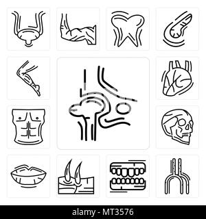 Ensemble de 13 icônes modifiable simple comme l'os de la hanche, les droits de l'artère, les dents, les hommes du genou, lèvres, crâne, la poitrine, le coeur, la jambe peut être utilisé pour le mobile, l'interface utilisateur web Illustration de Vecteur