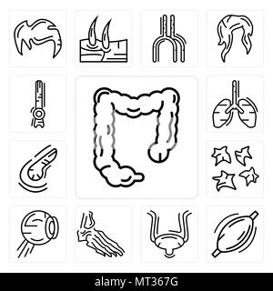 Ensemble de 13 icônes modifiable simple comme le gros intestin, le muscle humain, de la vessie, les os du pied, structure du globe oculaire, les plaquettes, le pancréas, les poumons, les cellules de tige ca Illustration de Vecteur