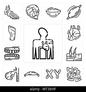 Ensemble de 13 icônes modifiable simple comme système d'approvisionnement en sang, le petit intestin, masculin Chromosomes, Big Moustache, de la vésicule biliaire, les hommes du genou, dents humaines Illustration de Vecteur