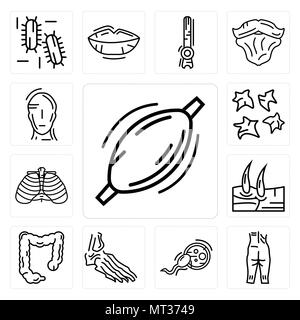 Ensemble de 13 icônes modifiable simple tel que le muscle humain, cheville, la fertilisation, les os du pied, le gros intestin, les hommes du genou, les côtes, les plaquettes, la tête peut être utilisé f Illustration de Vecteur