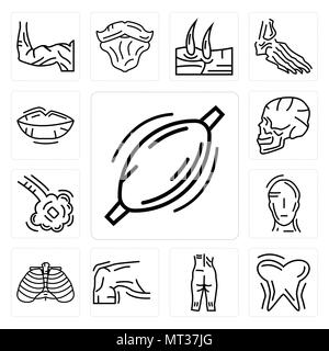 Ensemble de 13 icônes modifiable simple tel que le muscle humain, Dent et de la gencive, la cheville, la peau, les côtes, la tête, les bronchioles, vue latérale du crâne, des lèvres peut être utilisé pour mobi Illustration de Vecteur