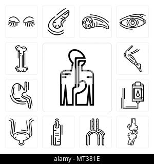 Ensemble de 13 icônes modifiable simple comme le système digestif, les os, les droits de l'artère, doigt, vessie, la transfusion sanguine, de l'estomac avec des liquides, les hommes Leg Illustration de Vecteur