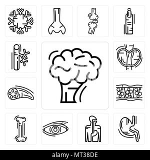 Ensemble de 13 icônes modifiable simple comme le cerveau humain, de l'estomac avec des liquides, le système digestif, de l'Œil, les os, la cellulite, les fibres musculaires, de la thyroïde, des vaisseaux sanguins Illustration de Vecteur