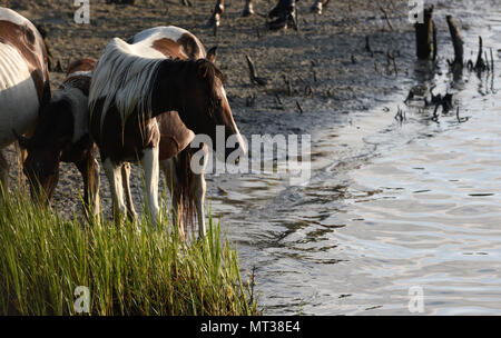 Un poney sauvage et son poulain reste après la baignade Assateague canal pendant la 92e assemblée annuelle de natation sur Poney Chincoteague Chincoteague Island, Virginie, le 26 juillet 2017. Après les poneys ont traversé la Manche, Saltwater Cowboys conduit à la parade, où de nombreux poulains seront vendus aux enchères. (U.S. Photo de la Garde côtière canadienne par le maître de 3e classe/Zilnicki Corinne libéré) Banque D'Images