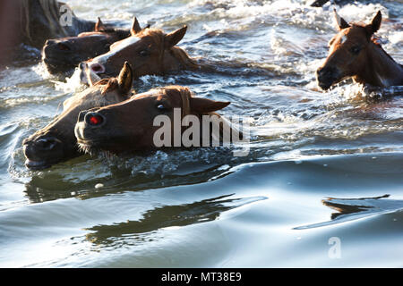 Poneys sauvages traverser Assateague canal pendant la 92e assemblée annuelle de natation sur Poney Chincoteague Chincoteague Island, Virginie, le 26 juillet 2017. Le personnel de la Garde côtière de Chincoteague aidera les organismes d'application de la faire respecter les zones de sécurité de l'événement chaque année. (U.S. Photo de la Garde côtière canadienne par le maître de 3e classe/Zilnicki Corinne libéré) Banque D'Images