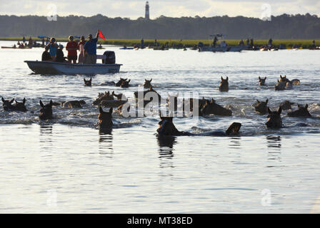 Un troupeau de poneys sauvages traverse Assateague canal pendant la 92e assemblée annuelle de natation sur Poney Chincoteague Chincoteague Island, Virginie, le 26 juillet 2017. Deux équipages de bateau à partir de la station de la Garde côtière canadienne Chincoteague appliquée des zones de sécurité pour l'événement, qui a attiré des milliers de spectateurs de tout le pays. (U.S. Photo de la Garde côtière canadienne par le maître de 3e classe/Zilnicki Corinne libéré) Banque D'Images