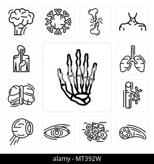 Ensemble de 13 icônes modifiable simple tels que les os, les fibres musculaires, les cellules de la peau, l'Œil humain, structure du globe oculaire, les vaisseaux sanguins, cervelet, poumons, tube Illustration de Vecteur