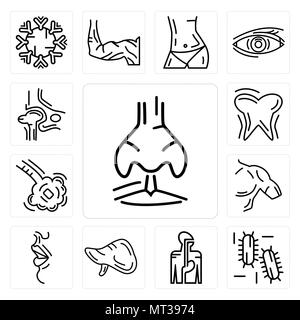 Ensemble de 13 icônes modifiable simple tels que les droits de l'entrée de l'autre, trois bactéries, le système digestif, le foie, les grandes lèvres, les hommes épaule, les bronchioles, Dent et gencive, H Illustration de Vecteur