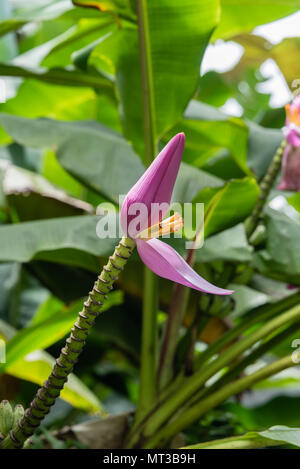 Fleur de banane sur la grande île d'Hawaï Banque D'Images