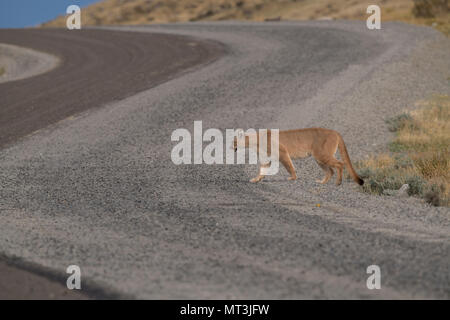 Puma sauvage de Patagonie Banque D'Images