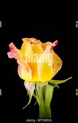 Une rose jaune unique avec des gouttelettes d'eau dessus, délicatement bordée de rose, se distingue sur un fond noir. Banque D'Images