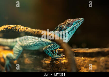 Anole chevalier d'Orient (Anolis smallwoodi) perché sur un arbre. Banque D'Images