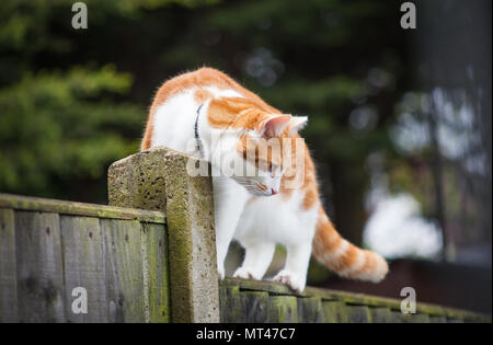 Photo d'un mignon ginger tabby marcher prudemment sur la clôture Banque D'Images