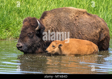 Veau vache et le bison d'Amérique (Bison bison) baignade dans un lac au cours de chaude journée d'été, Iowa, États-Unis. Banque D'Images