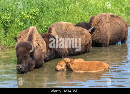 Un troupeau de bison d'Amérique (Bison bison) baignade dans un lac au cours de chaude journée d'été, Iowa, États-Unis. Banque D'Images