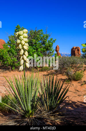 C'est un point de vue d'un beau speciman de Harriman (harrimaniae la teigne du yucca) en fleurs avec la formation appelée Balanced Rock dans la distance. Banque D'Images