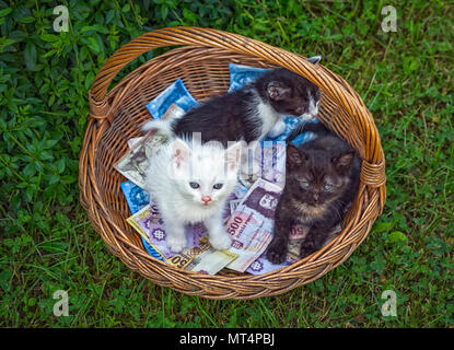 Trois petits chatons assis dans panier en osier doublé de billets en hongrois Banque D'Images