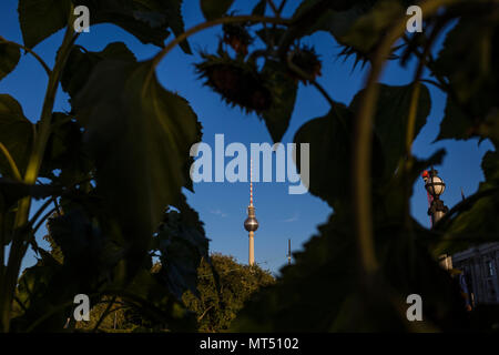 La tour de télévision de l'Alexanderplatz vu par les feuilles à Berlin, Allemagne. Banque D'Images