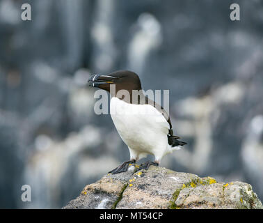 Razorbill, Alca torda, avec bec ouvert sur le rebord de la falaise, réserve naturelle de l'île de May, Écosse, Royaume-Uni Banque D'Images