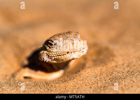 Crapaud tachetée Agama à tête enfouie dans le sable fermer Banque D'Images