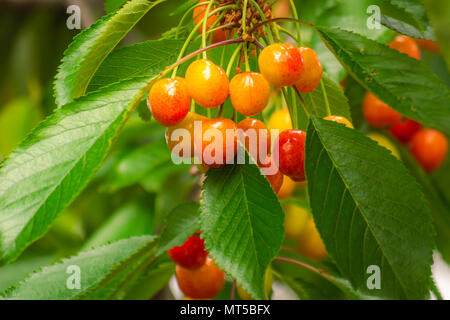 Cerises non mûres pendu à une branche. Un retard dans la récolte de cerises. Banque D'Images