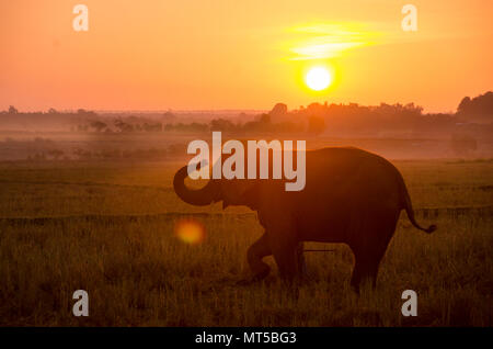 Un éléphant debout sur un champ de riz dans la matinée. Elephant village dans le nord-est de la Thaïlande, belle relation entre l'homme et l'éléphant. Banque D'Images