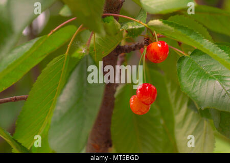 Close-up de quelques cerises accrochée à une branche avec des feuilles vertes Banque D'Images