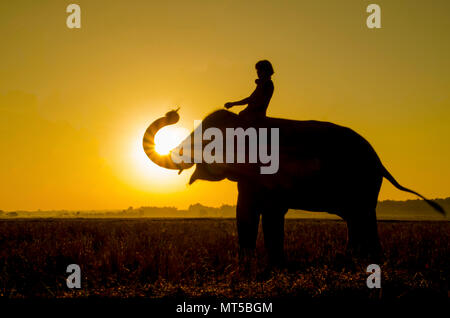 Un éléphant debout sur un champ de riz dans la matinée. Elephant village dans le nord-est de la Thaïlande, belle relation entre l'homme et l'éléphant. Banque D'Images