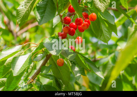 Les cerises mûres dans une bande accrochée à une branche avec des feuilles vertes prêt à être ramassé Banque D'Images