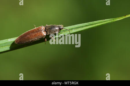 Cliquez sur une jolie asiatique (Agriotes) perché sur un brin d'herbe. Banque D'Images