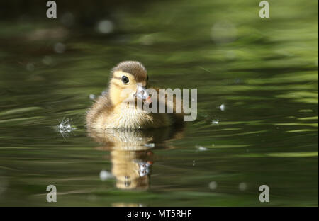 Un bébé mignon petit canard mandarin (Aix galericulata) Nager dans un lac à la recherche de nourriture. Banque D'Images