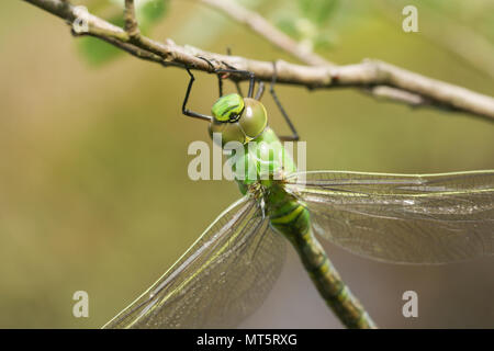 Une tête d'un beau empereur nouvellement émergés (libellule Anax imperator) perché sur une branche. Banque D'Images