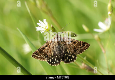 Une jolie mère Shipton (Euclidia mi) perché sur une fleur sauvage stellaire. Banque D'Images