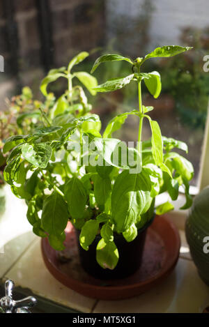 Basilic dans une plante en pot était assis sur un rebord de fenêtre de cuisine Banque D'Images