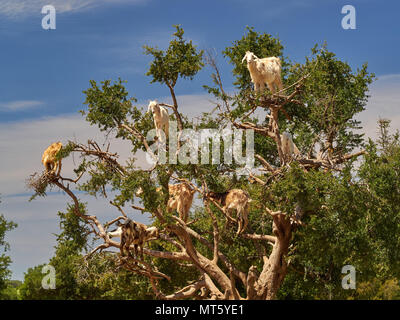 Arganier, sur les branches il y a beaucoup de chèvres blanches qui mangent les feuilles des branches, les environs de Marrakech, Maroc. Banque D'Images
