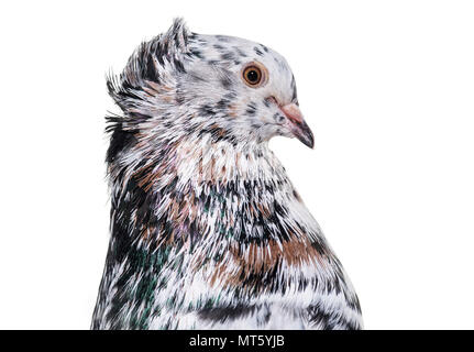 Profil de pigeon Fantail anglais contre fond blanc Banque D'Images