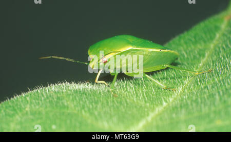 PENTATOMID BUG (PENTOMIDAE, BOUCLIER OU STINK BUG) SUR LES FEUILLES DE LA VIOLETTE AFRICAINE (SAINTPAULIA) Banque D'Images