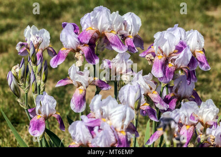 Jardin violet blanc Tall Bearded Irises 'Bele' fleurs de l'iris barbu Banque D'Images