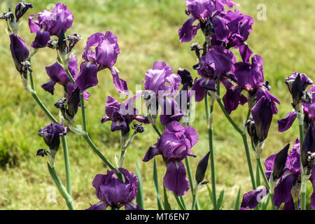 Tall bearded Iris ' ' Magenta, les iris barbus, Iris fleur pourpre Banque D'Images