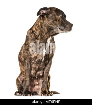 American Staffordshire Terrier , 13 ans, assis à l'arrière-plan blanc Banque D'Images